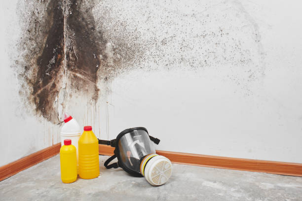 Attic Mold Removal in Seguin, TX