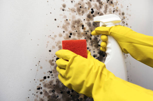 Professional Mold Removal in Seguin, TX